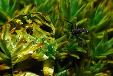 Antarctic midge (Belgica antarctica)