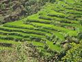 Landwirtschaftlicher Terrassenanbau nahe Duipipal