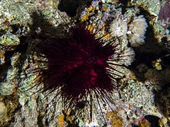 Dark-red specimen in Red Sea.