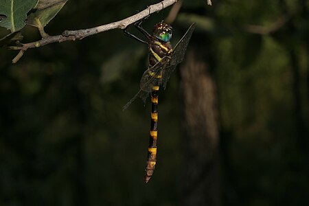 Epophthalmia vittata male