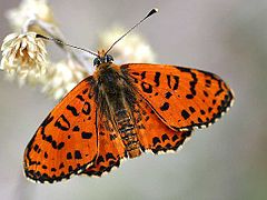 Photographie d'une mélitée orangée au repos.