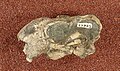 Diictodon feliceps