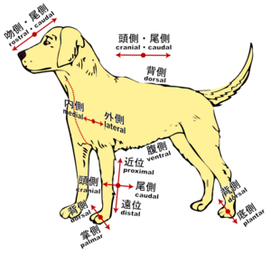 四肢動物における方向。イヌ。