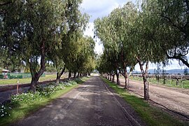 Retzlaff Vineyards Driveway