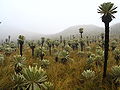 Espeletia pycnophylla (Sottotribù Espeletiinae)