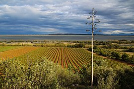 Garrigue, vignes et étang de La Palme.