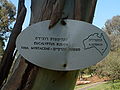 Ejemplar de Eucalyptus rubida en el Ilanot arboretum.