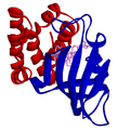 FKBP12, in complex with sirolimus, interacting with the sirolimus-binding domain of mTOR