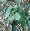 Ficus coronata