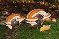 Fomitopsis pinicola on a dead tree in Ukraine.