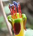 Fleur de Fuchsia procumbens