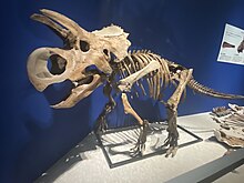 Mounted dinosaur skeleton with long horns