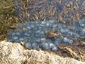 Uova di rana in un lago montano