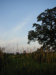 Lone prairie oak