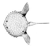 Pancake batfish Halieutichthys aculeatus