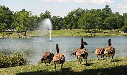 Geese have made the park their own