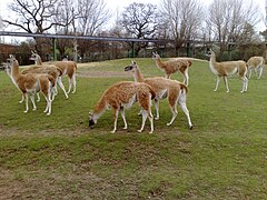 Guanacos