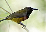 sunbird with greenish-brown upperparts, yellow and red underparts, and black throat
