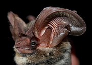 Gray bat head