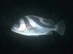 Plectorhinchus cinctus