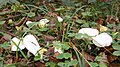 Hygrophorus chrysodon