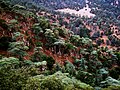 La forêt de Cèdres du Parc National de Theniet El Had