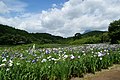 神楽女湖菖蒲園