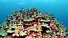 A colony of lobe coral (Porites lobata)