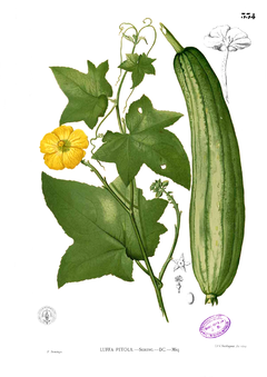 Description de l'image Luffa aegyptiaca Blanco2.334.png.