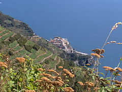 Vignoble de Manarola.