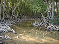 Mangrove