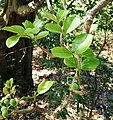 Adult leaves (rounded)