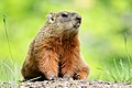 Marmotte commune sur un talus au sud du pavillon Adrien-Pouliot