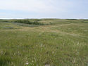 Prairies, savanes et brousses tempérées