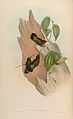 Doryfera ludoviciae ludoviciae illustriert von John Gould und Henry Constantine Richter