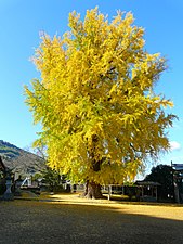 丹生酒殿神社 御神木 大銀杏