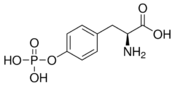 Image illustrative de l’article O-Phosphotyrosine