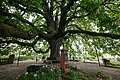 Kultur- und Naturdenkmale zusammen auf dem Friedhof