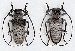 Oncideres cephalotes - vue dorsale et ventrale.