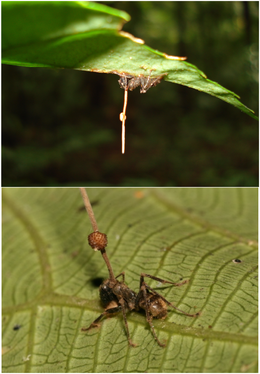 мертва мураха, інфікована Ophiocordyceps unilateralis