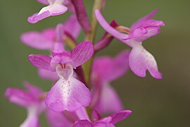 Détail des fleurs.