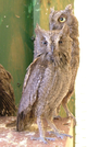 Petit-duc scops