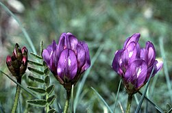 Oxytropis sericea