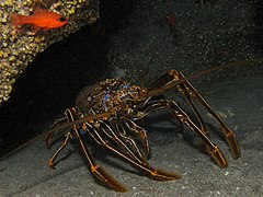 Panulirus echinatus