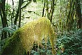 Les Mousses s'épanouissent dans la « forêt de nuage » (ici dans le Parc national Budawang, en Australie).