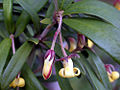 P. bicolor flowers