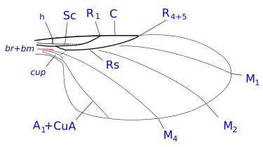 Phoridae wing veins (reduced venation)