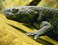 Iberian Ribbed Newt (Pleorodeles waltl) in San Francisco