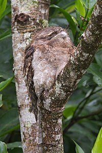 Papuan frogmouth, by JJ Harrison