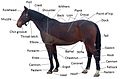 Image 11Points of a horse (from Equine anatomy)